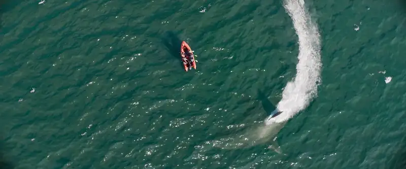 download meg 2: the trench (2023) web-dl dual audio {hindi org 5.1 – english} 480p [400mb] | 720p [1.2gb] | 1080p [3gb] | 2160p [20gb]