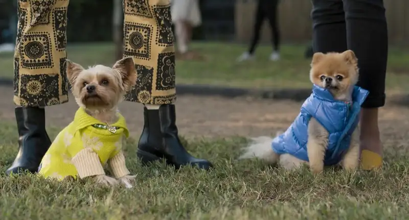 download strays (2023) dual audio [hindi + english] bluray 480p [480mb] | 720p [1gb] | 1080p [2.2gb]