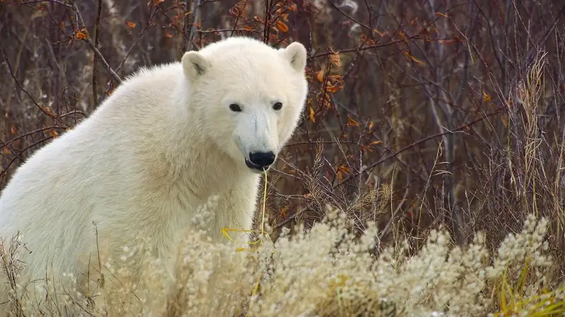 download predators - netflix original (2023) season 1 complete dual audio {hindi-english} 720p | 1080p web-dl