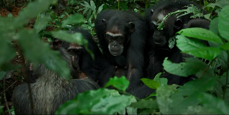 download chimp empire (2023) season 1 complete dual audio {hindi-english} netflix original web series 720p | 1080p web-dl