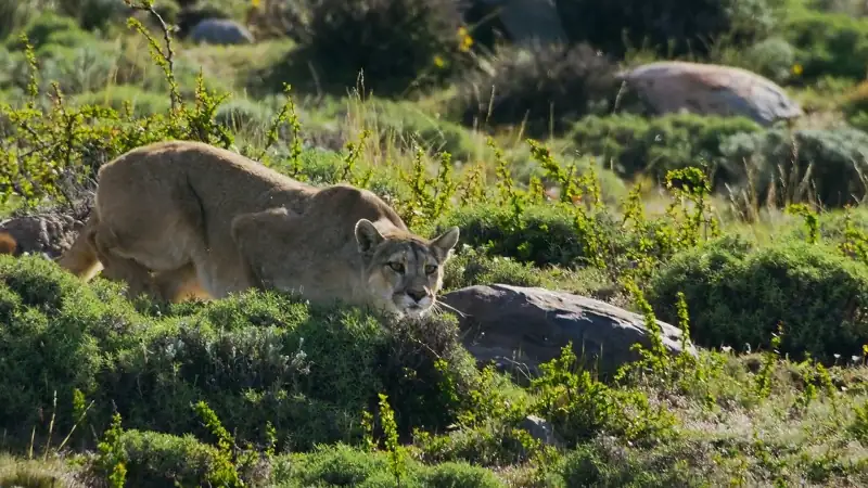 download predators - netflix original (2023) season 1 complete dual audio {hindi-english} 720p | 1080p web-dl